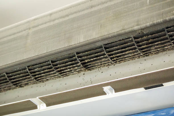 Best Air Duct Mold Removal  in Franklin Grove, IL